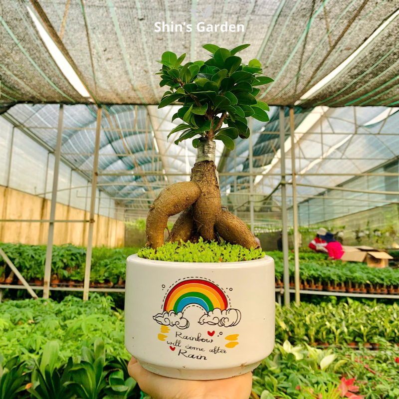 Cây si bonsai | QV0001 | Chậu sứ họa tiết | 40-50 cm | Cát tường, May mắn, Thịnh vượng | Shin's Garden