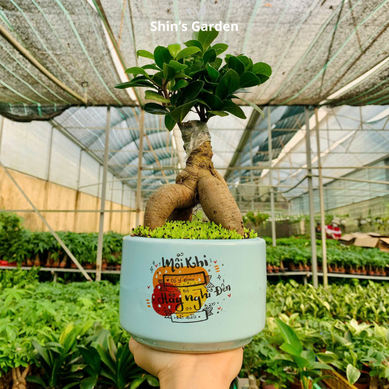 Cây si bonsai | QV0001 | Chậu sứ họa tiết | 40-50 cm | Cát tường, May mắn, Thịnh vượng | Shin's Garden