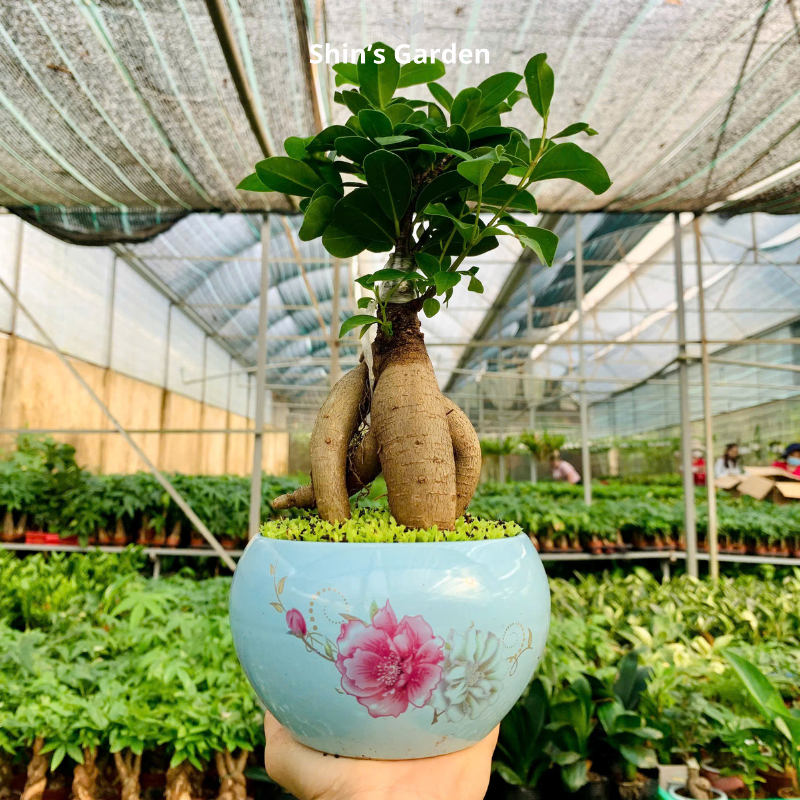Cây si bonsai | QV0001 | Chậu sứ họa tiết | 40-50 cm | Cát tường, May mắn, Thịnh vượng | Shin's Garden