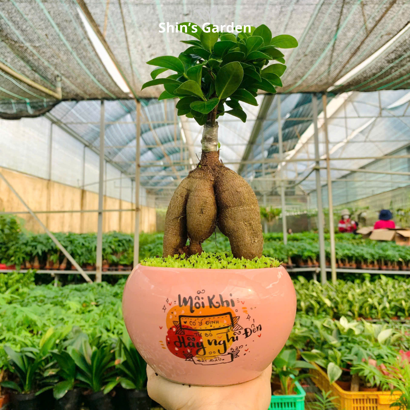 Cây si bonsai | QV0001 | Chậu sứ họa tiết | 40-50 cm | Cát tường, May mắn, Thịnh vượng | Shin's Garden