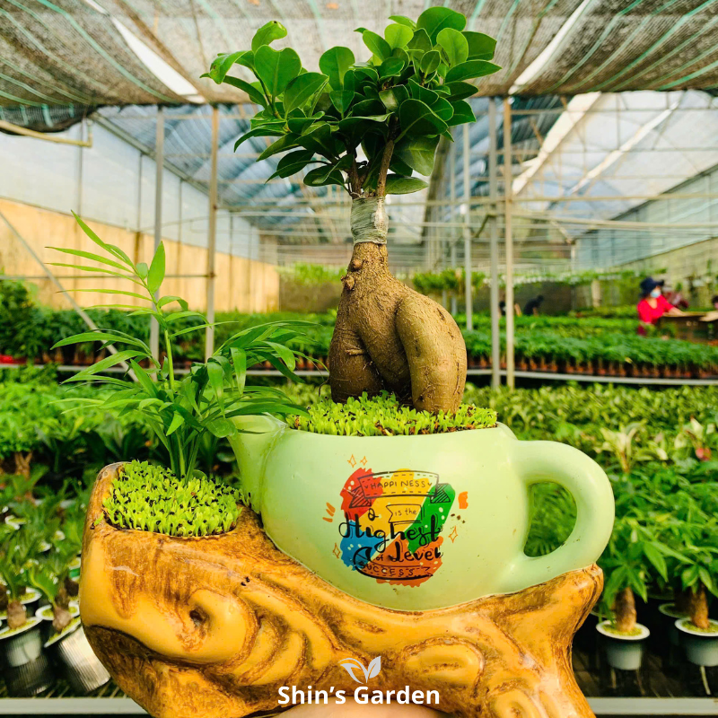 Cây si bonsai | QV0007 | Chậu ấm cao cấp | 40-50 cm | Cát tường, May mắn, Thịnh vượng | Shin's Garden