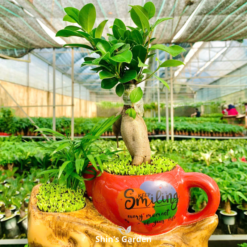 Cây si bonsai | QV0007 | Chậu ấm cao cấp | 40-50 cm | Cát tường, May mắn, Thịnh vượng | Shin's Garden