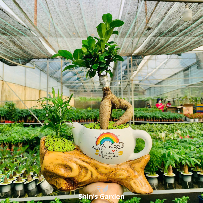 Cây si bonsai | QV0007 | Chậu ấm cao cấp | 40-50 cm | Cát tường, May mắn, Thịnh vượng | Shin's Garden