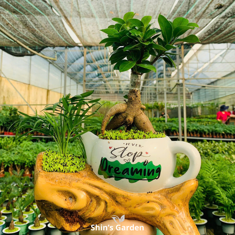 Cây si bonsai | QV0007 | Chậu ấm cao cấp | 40-50 cm | Cát tường, May mắn, Thịnh vượng | Shin's Garden