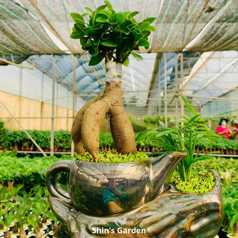 Cây si bonsai | QV0007 | Chậu ấm cao cấp | 40-50 cm | Cát tường, May mắn, Thịnh vượng | Shin's Garden