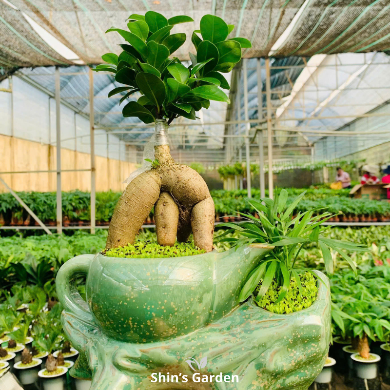 Cây si bonsai | QV0007 | Chậu ấm cao cấp | 40-50 cm | Cát tường, May mắn, Thịnh vượng | Shin's Garden