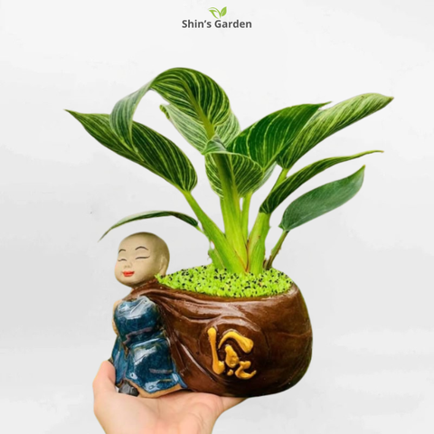  Cây trầu bà | QV00088 | Chậu chú tiểu | 10-15cm | Quyền lực, May mắn, Tài lộc | Shin's Garden 