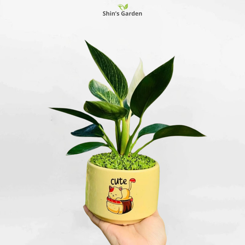  Cây trầu bà đế vương | QV00089 | Chậu họa tiết cute | 10-15cm | Quyền lực, May mắn, Tài lộc | Shin's Garden 