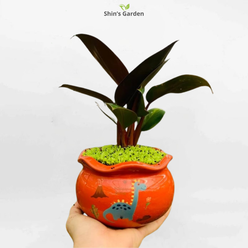 Cây trầu bà đế vương | QV00090 | Chậu họa tiết | 10-15cm | Quyền lực, May mắn, Tài lộc | Shin's Garden