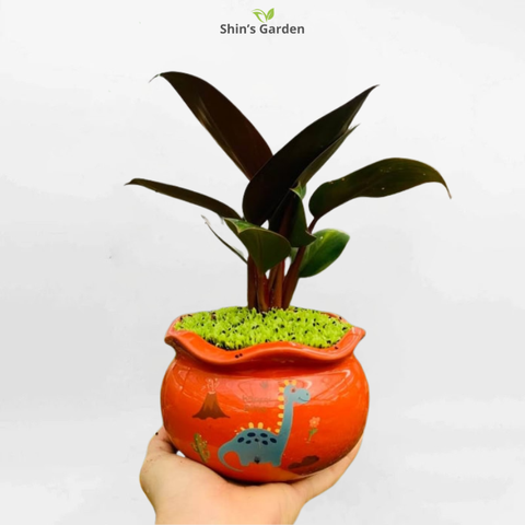  Cây trầu bà đế vương | QV00090 | Chậu họa tiết | 10-15cm | Quyền lực, May mắn, Tài lộc | Shin's Garden 