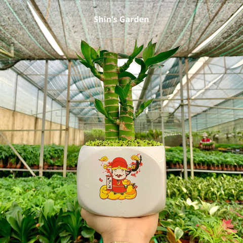  Cây trúc phát tài | 3 cành | QV0008 | Chậu sứ họa tiết | 20 - 30 cm | Tài lộc, May mắn, Thịnh vượng | Shin's Garden 