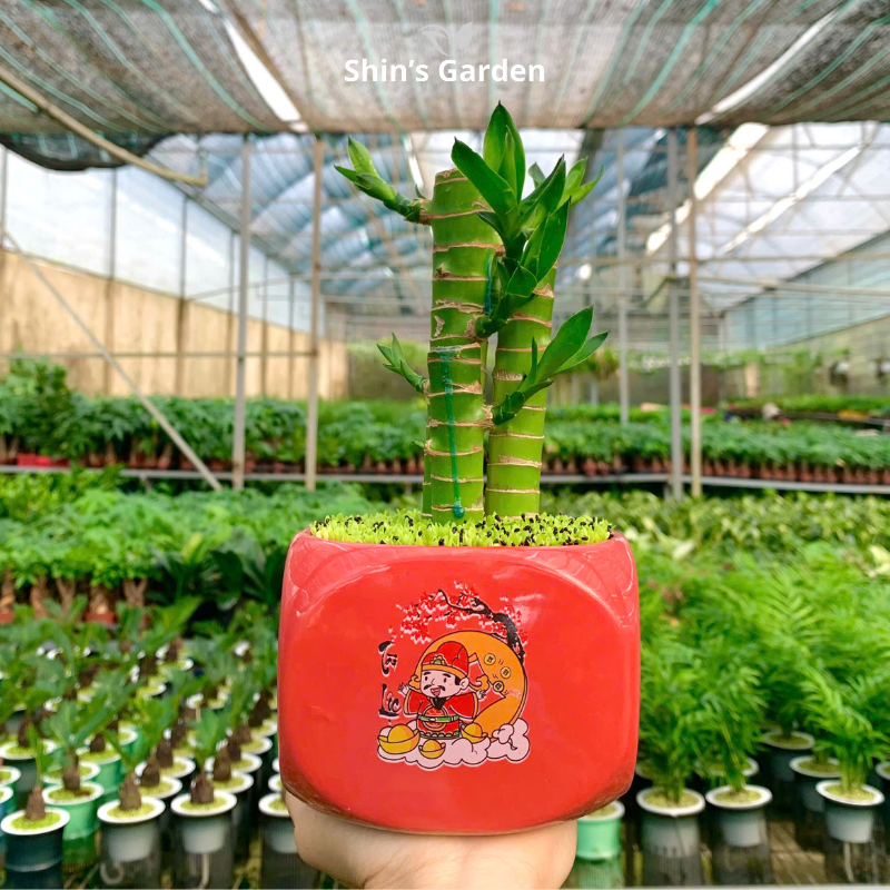 Cây trúc phát tài | 3 cành | QV0008 | Chậu sứ họa tiết | 20 - 30 cm | Tài lộc, May mắn, Thịnh vượng | Shin's Garden