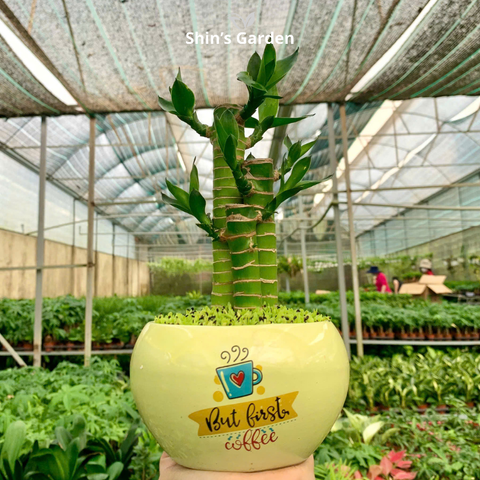  Cây trúc phát tài | 3 cành | QV0008 | Chậu sứ họa tiết | 20 - 30 cm | Tài lộc, May mắn, Thịnh vượng | Shin's Garden 