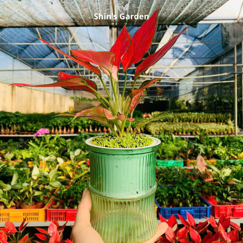 Cây vạn lộc thủy sinh đỏ | QV0002 | Chậu thủy tinh | 15 - 20 cm | May mắn, Tài lộc, Sức khỏe | Shin's Garden