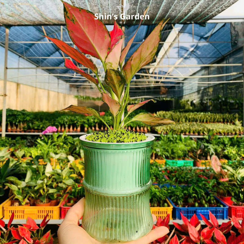 Cây vạn lộc thủy sinh đỏ | QV0002 | Chậu thủy tinh | 15 - 20 cm | May mắn, Tài lộc, Sức khỏe | Shin's Garden