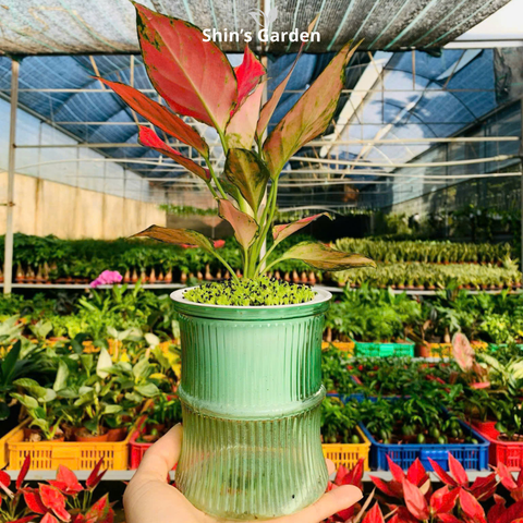  Cây vạn lộc thủy sinh đỏ | QV0002 | Chậu thủy tinh | 15 - 20 cm | May mắn, Tài lộc, Sức khỏe | Shin's Garden 