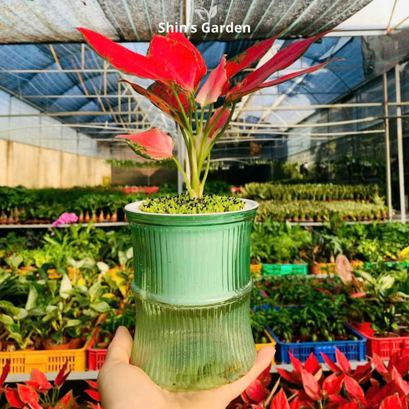 Cây vạn lộc thủy sinh đỏ | QV0002 | Chậu thủy tinh | 15 - 20 cm | May mắn, Tài lộc, Sức khỏe | Shin's Garden