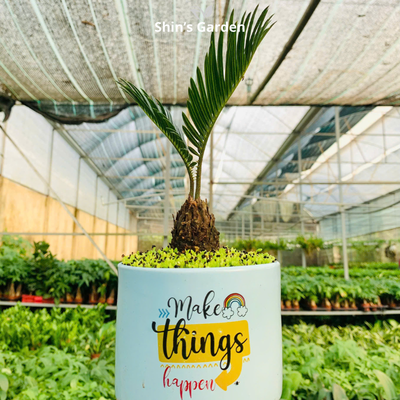 Cây vạn tuế | QV0005 | Chậu sứ họa tiết | 15 - 20 cm | Trường thọ, Tài lộc, Bình an | Shin's Garden
