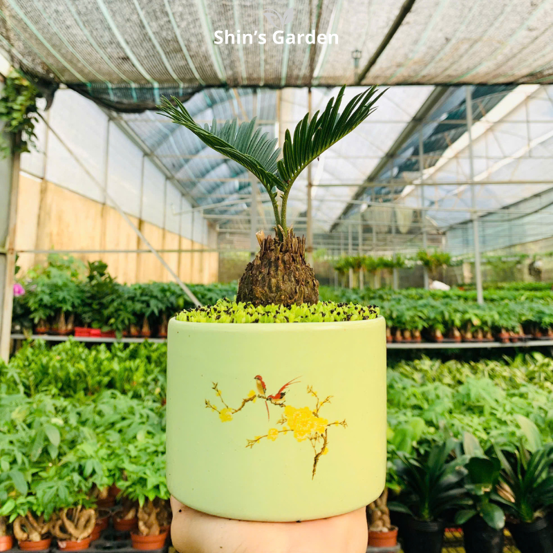 Cây vạn tuế | QV0005 | Chậu sứ họa tiết | 15 - 20 cm | Trường thọ, Tài lộc, Bình an | Shin's Garden