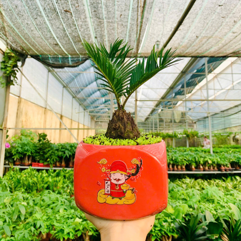 Cây vạn tuế | QV0005 | Chậu sứ họa tiết | 15 - 20 cm | Trường thọ, Tài lộc, Bình an | Shin's Garden