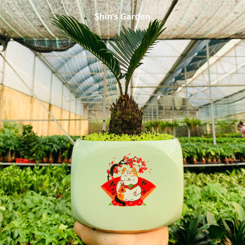 Cây vạn tuế | QV0005 | Chậu sứ họa tiết | 15 - 20 cm | Trường thọ, Tài lộc, Bình an | Shin's Garden