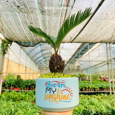  Cây vạn tuế | QV0005 | Chậu sứ họa tiết | 15 - 20 cm | Trường thọ, Tài lộc, Bình an | Shin's Garden 