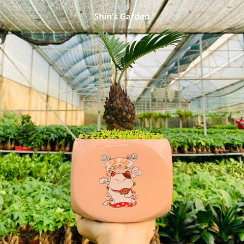  Cây vạn tuế | QV0005 | Chậu sứ họa tiết | 15 - 20 cm | Trường thọ, Tài lộc, Bình an | Shin's Garden 