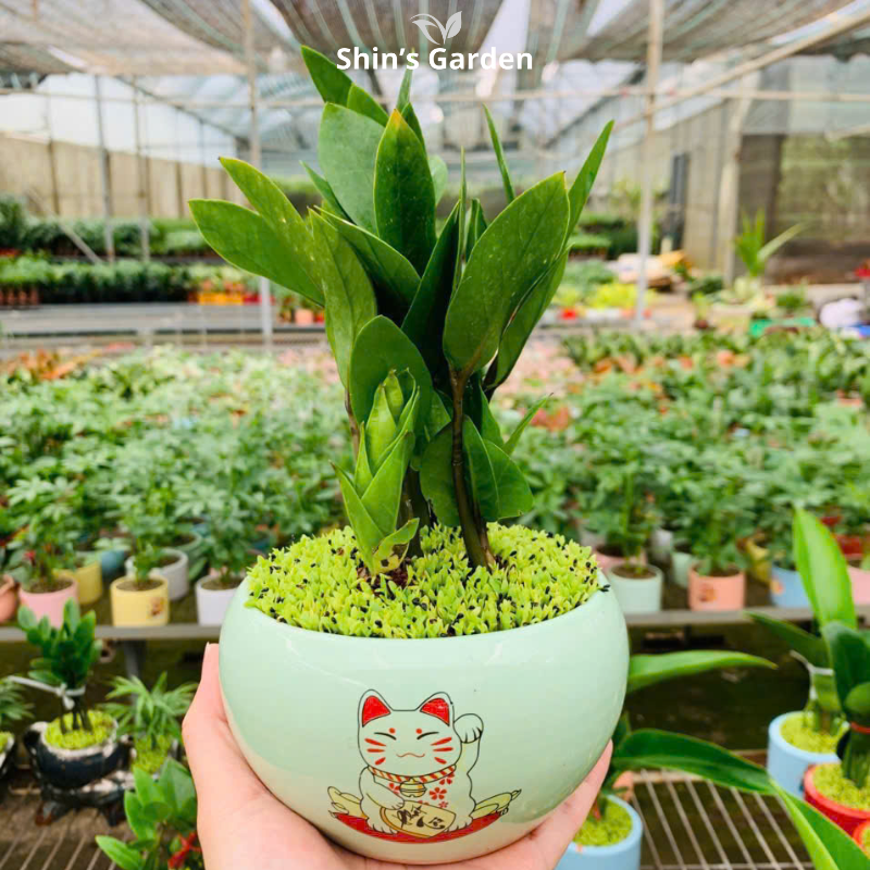 Cây kim tiền | QV00098 | Chậu sứ họa tiết | 20 - 40 cm | Tài lộc, May mắn, Thịnh vượng | Shin's Garden