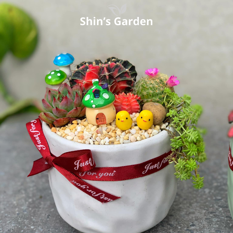 Tiểu cảnh sen đá, xương rồng | SG00039 | Chậu sứ trắng | 10 - 15 cm | Kiên cường, Bền bỉ, Tài lộc | Shin's Garden