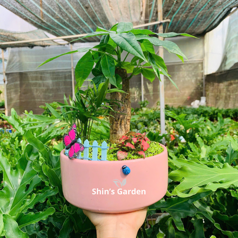  Cây kim ngân | 1 thân | QV00096 | Chậu sứ họa tiết | 15 - 25 cm | Tài lộc, Phát tài, Phát lộc | Shin's Garden 