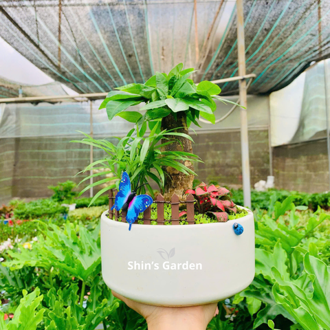  Cây kim ngân | 1 thân | QV00096 | Chậu sứ họa tiết | 15 - 25 cm | Tài lộc, Phát tài, Phát lộc | Shin's Garden 