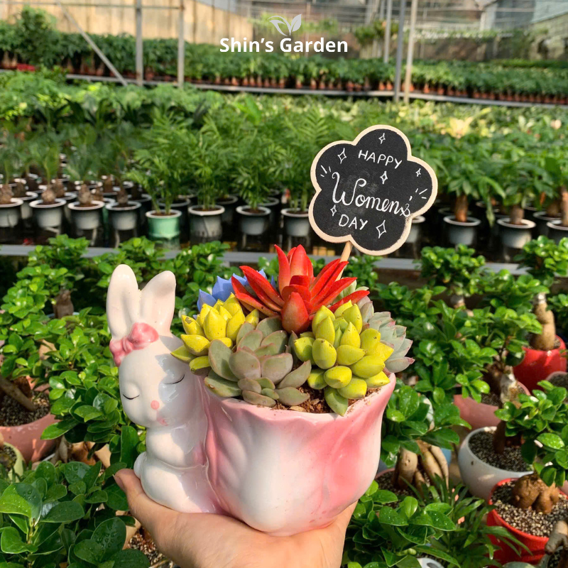 Tiểu cảnh sen đá | QV0009 | Chậu gốm hình thỏ | 10-15cm | Trang trí bàn làm việc, quà tặng | Shin's Garden