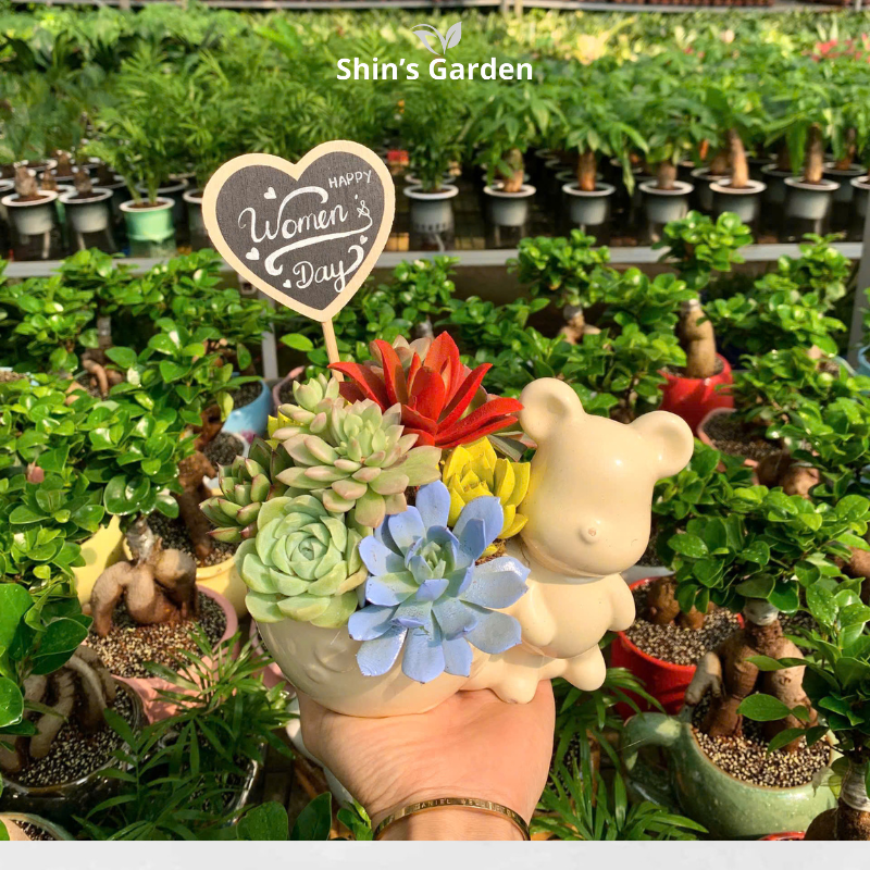 Tiểu cảnh sen đá | QV0009 | Chậu gốm hình thỏ | 10-15cm | Trang trí bàn làm việc, quà tặng | Shin's Garden