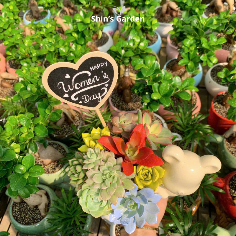 Tiểu cảnh sen đá | QV0009 | Chậu gốm hình thỏ | 10-15cm | Trang trí bàn làm việc, quà tặng | Shin's Garden