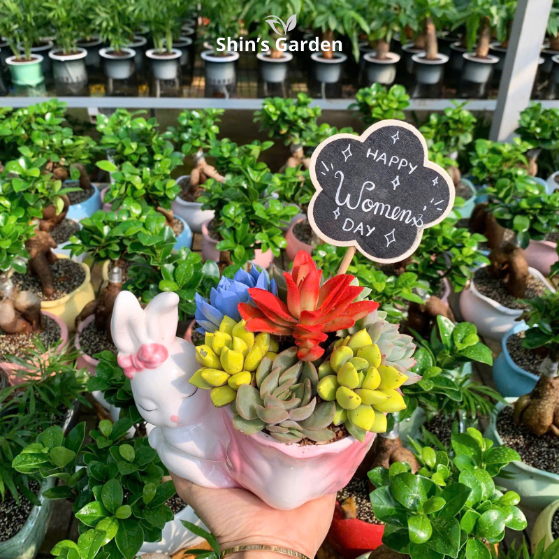 Tiểu cảnh sen đá | QV0009 | Chậu gốm hình thỏ | 10-15cm | Trang trí bàn làm việc, quà tặng | Shin's Garden