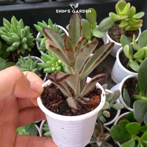  Sen đá nhung: Đặc điểm, ý nghĩa phong thủy & cách chăm sen đá tai thỏ tại nhà 