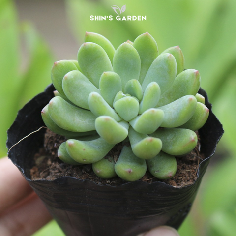  Sen đá thược dược: Loài cây hoa kép đẹp, dễ chăm sóc, trang trí bàn làm việc 