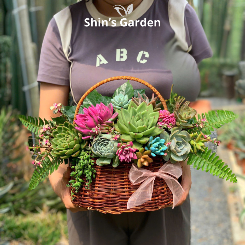 Tiểu cảnh sen đá | SG00024 | Giỏ hoa | 15 - 20 cm | Sức sống, May mắn, Bền bỉ | Shin's Garden