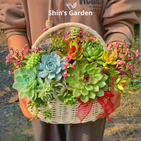  Cây sen đá | SG00035 | Giỏ hoa | 10 - 20 cm | Sức sống, Vĩnh cửu, May mắn | Shin's Garden 