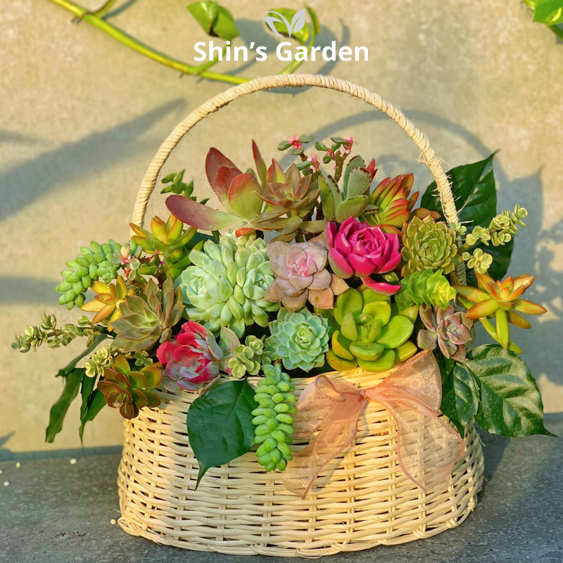 Cây sen đá | SG00036 | Giỏ hoa | 10 - 20 cm | Sức sống, Vĩnh cửu, May mắn | Shin's Garden