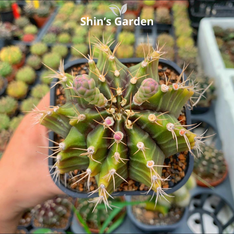 Xương rồng Gym | SG00031 | Chậu nhựa | 10 - 15 cm | Kiên cường, Bền bỉ, Tài lộc | Shin's Garden