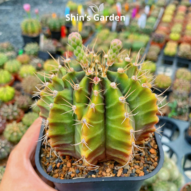 Xương rồng Gym | SG00031 | Chậu nhựa | 10 - 15 cm | Kiên cường, Bền bỉ, Tài lộc | Shin's Garden