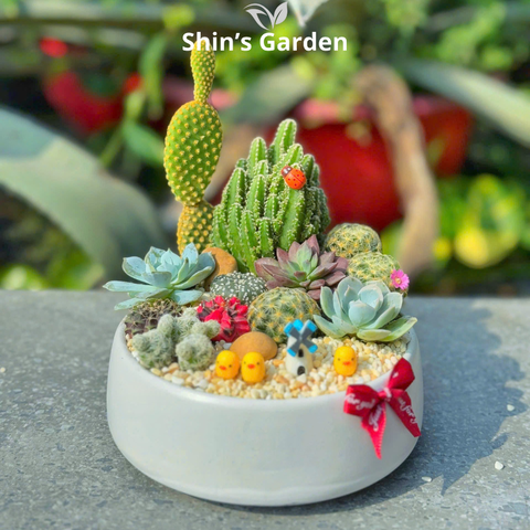  Tiểu cảnh sen đá, xương rồng | SG000002 | Chậu sứ trắng | 10-15cm | Quà tặng, Phong thủy | Shin's Garden 