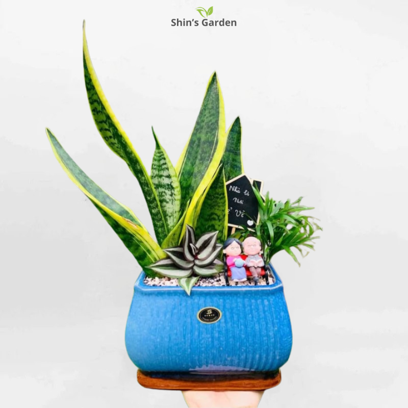 Cây lưỡi hổ | QV00083 | Chậu sứ Xanh | 30 - 40 cm | Xua đuổi tà khí, Thu hút tài lộc | Shin's Garden