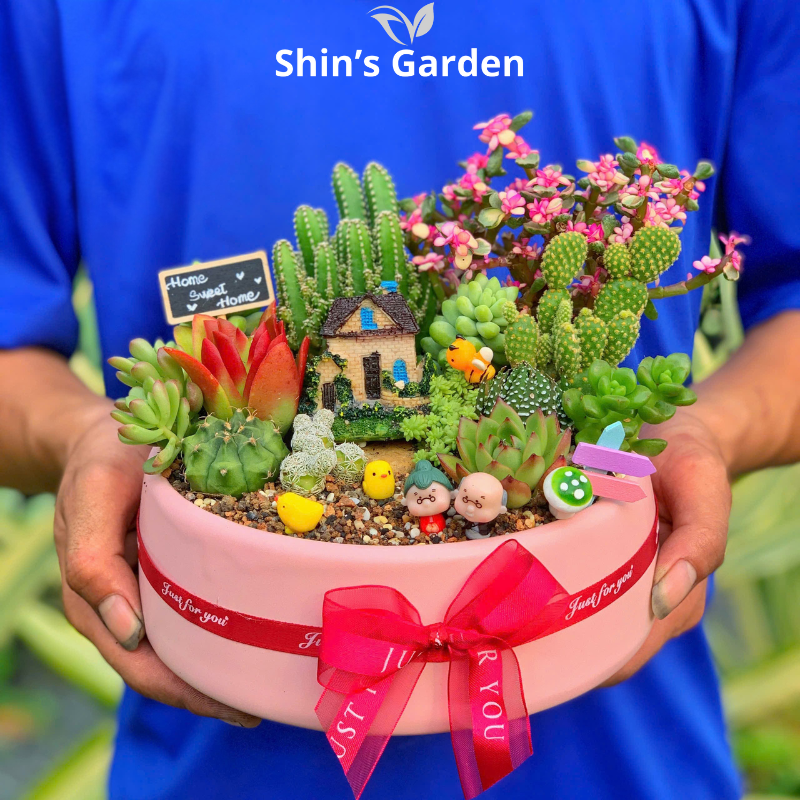 Tiểu cảnh sen đá, xương rồng | SG00003 | Chậu sứ hồng | 10-15cm | Quà tặng, Phong thủy | Shin's Garden