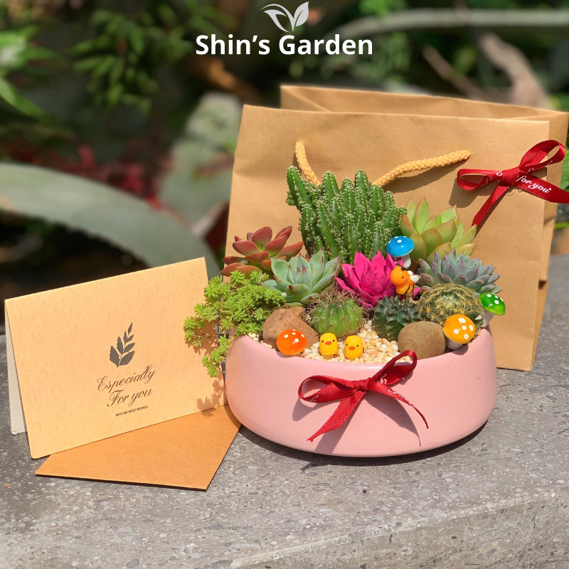 Tiểu cảnh sen đá, xương rồng | SG00004 | Chậu sứ hồng | 10-15cm | Quà tặng, Phong thủy | Shin's Garden