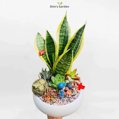  Cây lưỡi hổ | QV00084 | Chậu sứ trắng | 30 - 40 cm | Xua đuổi tà khí, Thu hút tài lộc | Shin's Garden 