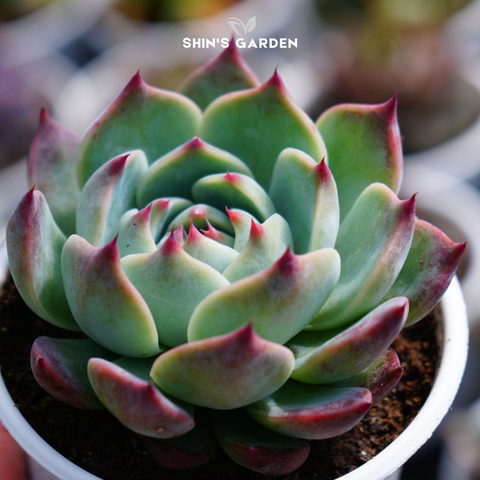  Sen đá bánh bao mini phong thủy – cây may mắn để bàn 