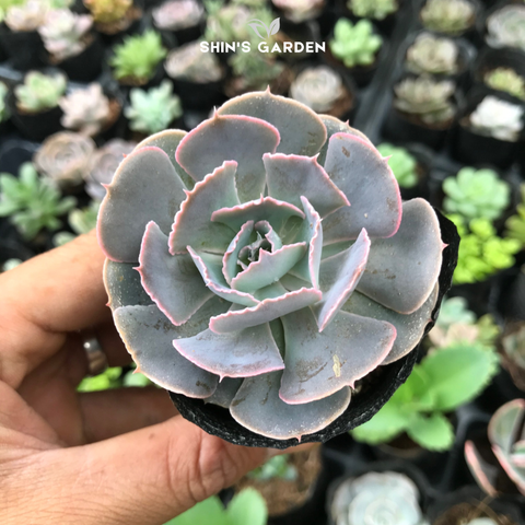  Sen đá bắp cải mini để bàn – cây phong thủy dễ sống hợp mệnh 