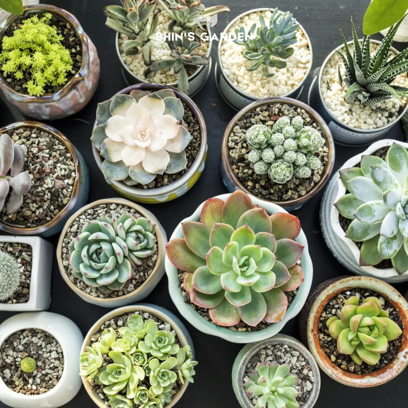 Mua sen đá phong thủy tại Bình Thạnh – Cửa hàng Shin’s Garden đẹp, giá rẻ